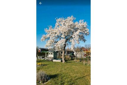 Kleingarten in liebevolle Hände abzugeben - Leipzig Südwest