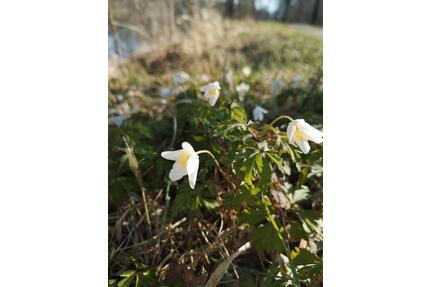 Haus zum Kaufen Mühldorf a. Inn, od. Umkreis 3 km, v. Privat ges. - Mühldorf am Inn