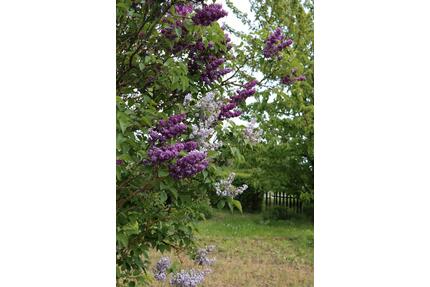 Idyllischer Kleingarten Nähe Eisleben - Eisleben (Lutherstadt)