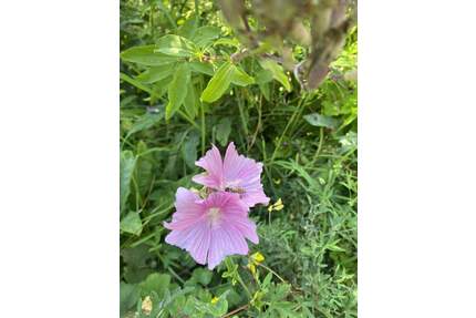 Schönes Grundstück für eine DHH Traumhaus - Hofstetten Hagenheim