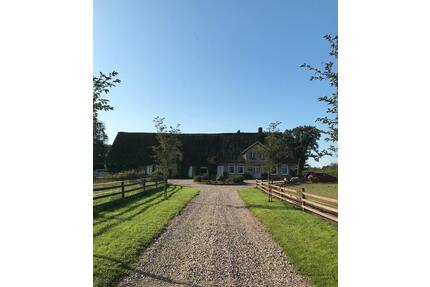 Reetdachhaus Alleinlage Resthof Pferde - Albersdorf