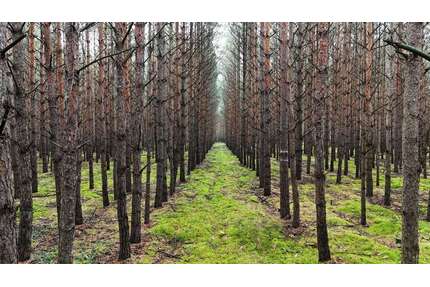 Grundstück in Bernsdorf 6.528,00 € 6528 m²