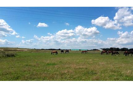 Provisionsfreies Traumhaus mit Blick auf Pferdekoppel(2017) - Zossen