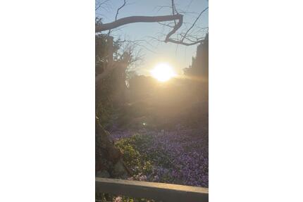 Helle 1-Zimmer-Wohnung am Botanischen Garten mit Balkon - Greifswald