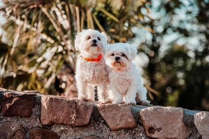 Campingurlaub mit Hund im Erholungspark Wehlingsheide - 7 Nächte - Datteln
