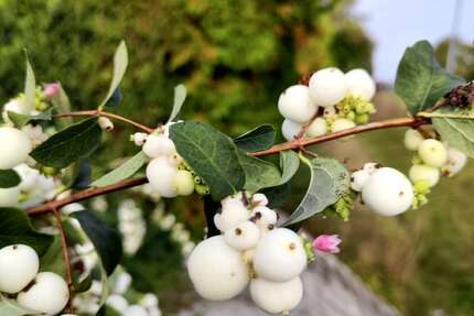 Grundstück zu verkaufen in Sülzetal 105.700,00 € 604 m²