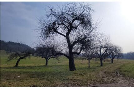 Obstgarten mit 5000m² Wiese - 50,00&nbsp;EUR Kaltmiete, ca.&nbsp; 0,00&nbsp;m&sup2; in Teisendorf (PLZ: 83317) Hausmoning