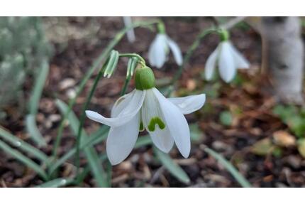 Wochenend- und Ferienhäuschen - 63.000,00&nbsp;EUR Kaufpreis, ca.&nbsp; 70,00&nbsp;m&sup2; in Steinbach am Donnersberg (PLZ: 67808)