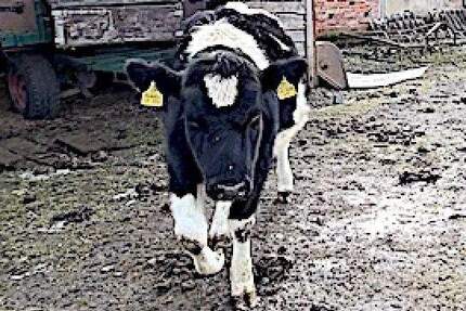 Vierseitenhof mit vielfältigen Nutzungsmöglichkeiten - Für Privat und Gewerbe ! - Ziesar