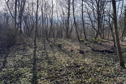Ruheoase mitten in Balingen: Naturnahes Freizeitgrundstück