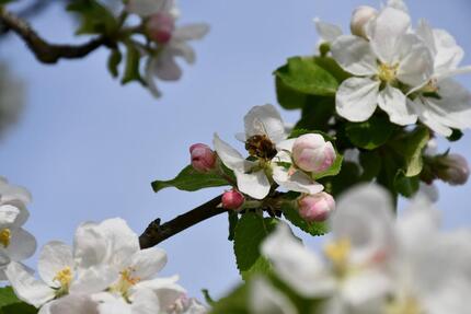 Ferienwohnung Ostern Urlaub auf dem Bauernhof - Böbing