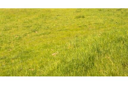 Baurundstück Stellplatz Tiny House Modulhaus in Birkenwerder