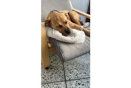 Haus oder Wohnung - 1.400,00&nbsp;EUR Kaltmiete, ca.&nbsp; 100,00&nbsp;m&sup2; in Bielefeld (PLZ: 33719) Heepen