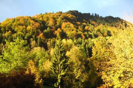 3 Zimmer Allgäu ETW Wohnung am Berg + Nähe Alpsee • 60qm • Top! - Immenstadt im Allgäu