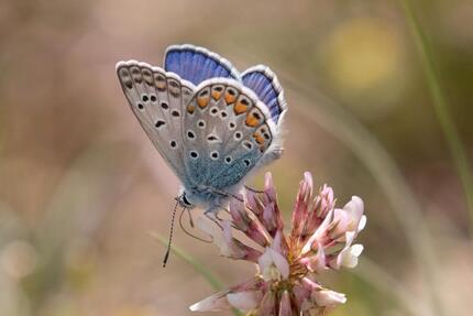 Schöne 3-Zimmerwohnung - 1.150,00&nbsp;EUR Kaltmiete, ca.&nbsp; 85,00&nbsp;m&sup2; in Wangen im Allgäu (PLZ: 88239)