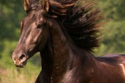 Für Pferdebesitzer: Zwei WG Zimmer mit Platz im Offenstall - Murrhardt