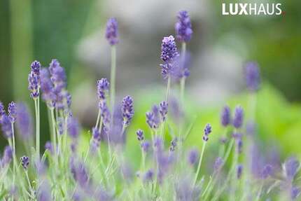 Grundstück zu verkaufen in Gaggenau 365.000,00 € 600 m²