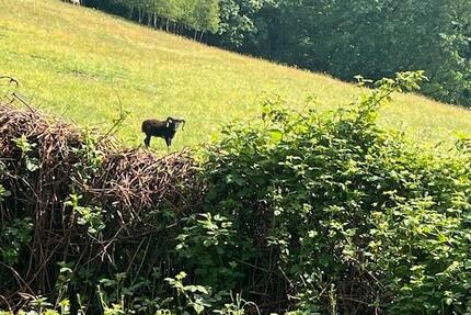 Fernab vom Trubel ! - 605,00&nbsp;EUR Kaltmiete, ca.&nbsp; 84,00&nbsp;m&sup2; in Ennepetal (PLZ: 58256)
