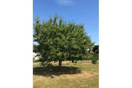 Kirschbaum mit Haus und Grundstück - Mansfeld