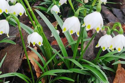 Haus zum Kaufen in Babenhausen 669.000,00 € 276 m²