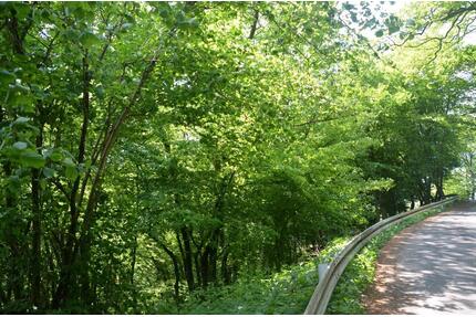 Wasserquelle Wald und Weide Wiese Drespe Reichshof Laub Mischwald