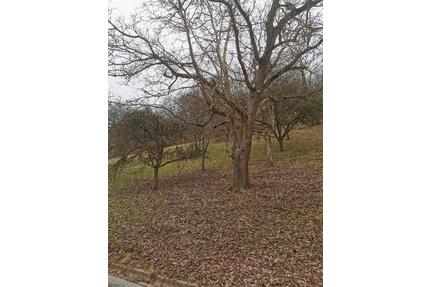 Baumgrundstück - 2.600,00&nbsp;EUR Kaltmiete, ca.&nbsp; 0,00&nbsp;m&sup2; in Herrenberg (PLZ: 71083)