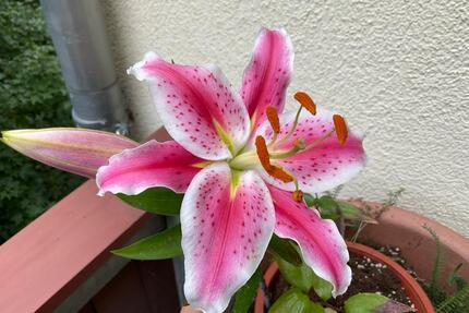Mietwohnung vollmöbliert, Südvorstadt, sanierter Altbau DMS - Leipzig