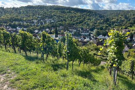 Weinberg zu verpachten - 112,00&nbsp;EUR Kaltmiete, ca.&nbsp; 0,00&nbsp;m&sup2; in Stuttgart (PLZ: 70329) Hedelfingen