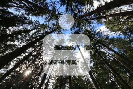 Grundstück in Teunz 260.000,00 € 56840 m²