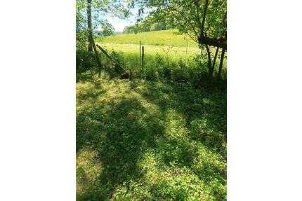 Nachpächter für Wiese Wochenendgrundstück Grundstück Stückle gest - Bad Überkingen