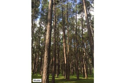 Kleines Wald stück, Forst – ideal für Brennholz & Naturfreunde - Hoyerswerda