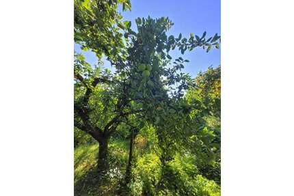 Haus zum Kaufen in Schwabach 399.000,00 € 184 m²