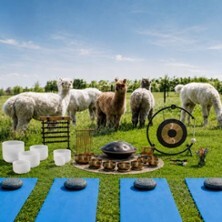 Klangreise mit Alpakas - Open Air Sound Healing in Zwickau