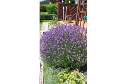 Kleingarten mit gepfl. Bungalow in ruhiger Waldrandlage - Markersdorf