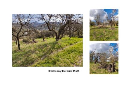 Streuobstwiese in Geradstetten - 2.500,00&nbsp;EUR Kaltmiete, ca.&nbsp; 0,00&nbsp;m&sup2; in Remshalden (PLZ: 73630)