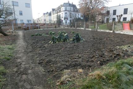 Teil-Garten 230 m² als Pachtland - Dresden Pieschen