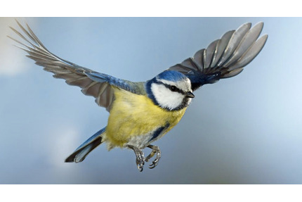 Grünheide!! Wälder & Seen!! ideal für IHR TINY!! Miete !! - Erkner