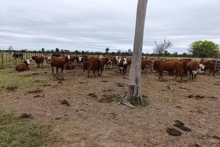 Investment-Chance: 3.800 ha in Paraguay - Germering