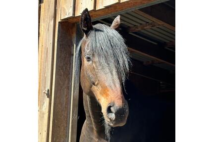 Perfekt für Mensch und Tier – Moderner Resthof in Nordfriesland - Högel