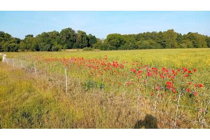 Massive Baukonstruktion mit großem Grundstück in ruhiger lage - Finsterwalde