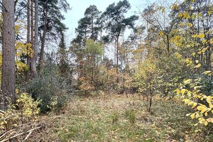 Grundstück zu verkaufen in Gifhorn 199.000,00 € 1301 m²