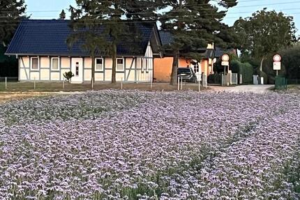 Doppelhaushälfte Ostee Usedom Neeberg - Kröslin