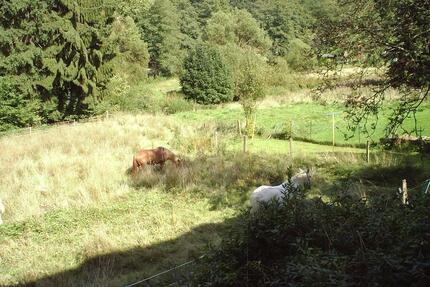 Wiese zu verpachten - 30,00&nbsp;EUR Kaltmiete, ca.&nbsp; 0,00&nbsp;m&sup2; in Waldbröl (PLZ: 51545)