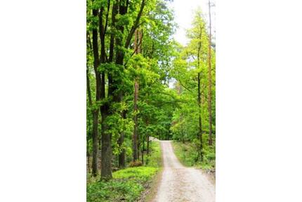 Waldgrundstück - 3,00&nbsp;EUR Kaltmiete, ca.&nbsp; 0,00&nbsp;m&sup2; in Berlin (PLZ: 12357) Neukölln