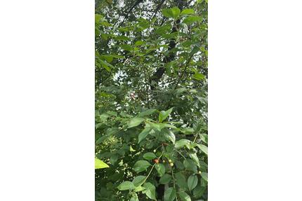 KleingartenSchrebergarten abzugeben - Lübeck Innenstadt