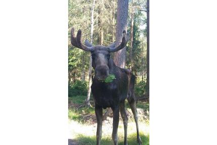 Urlaub in Südschweden, see- und meernah, Ruderboot - Nahe