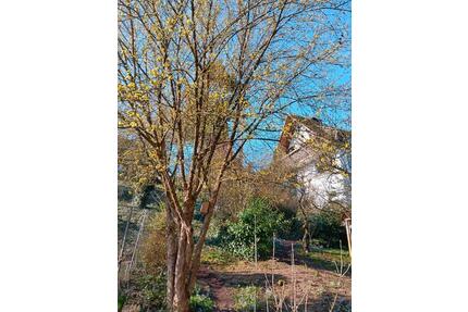 Mietwohnung 4 Zimmer - 880,00&nbsp;EUR Kaltmiete, ca.&nbsp; 150,00&nbsp;m&sup2; in Neustadt am Main (PLZ: 97845)