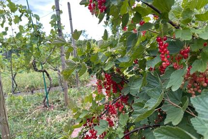 Weinberg mit Perma-Garten zu verpachten - Stuttgart Botnang