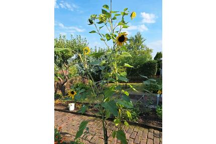 Kleingarten 09131 Wiesenquell - 2.222,00&nbsp;EUR Kaltmiete, ca.&nbsp; 0,00&nbsp;m&sup2; in Chemnitz (PLZ: 09131) Ebersdorf