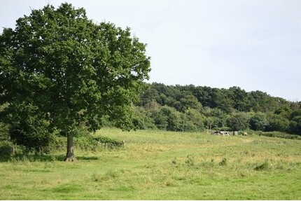 Gute Geldanlage - großes Waldgrundstück - Tiefenbach